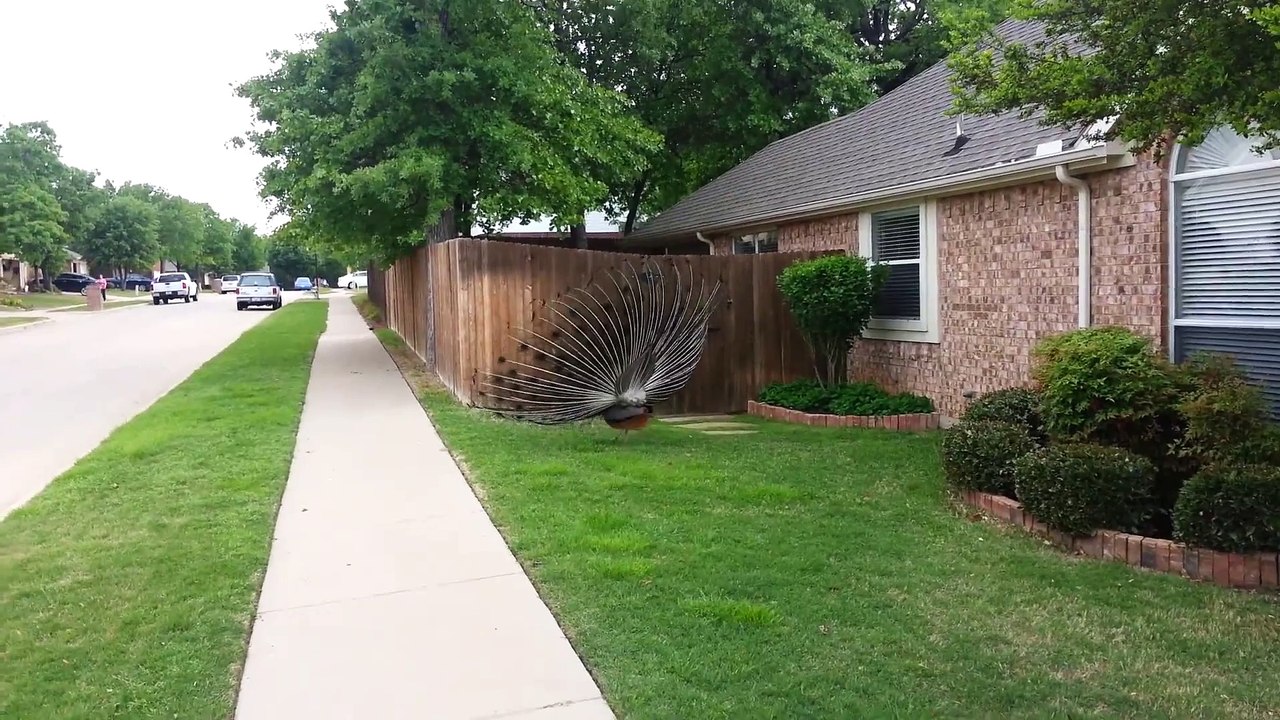 Quand 2 paons s'en prennent aux enfants... Attaque hilarante et gamins effrayés