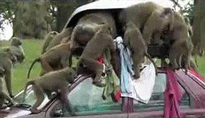 Baboons stealing car roof luggage-videosmunch