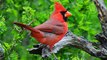 Birding by Ear_ Northern Cardinal Song -