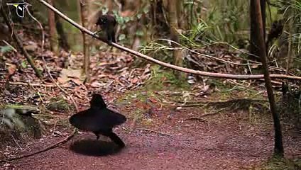 Birds-of-Paradise Project Introduction -