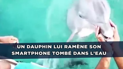 Un dauphin ramène à sa propriétaire son smartphone tombé dans l’eau