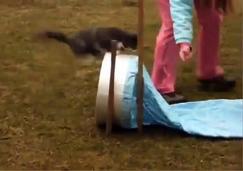 Дрессированный кот