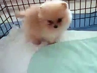 Какие же они смешные