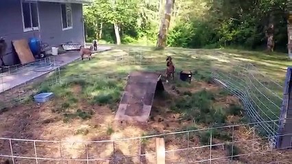 Funny Animal Noises _ How to Speak Animal