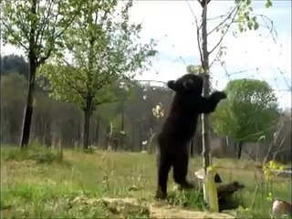Adventurous Cubs Climb Newly Planted Tree _ Black Bear