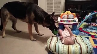 Baby and German Shepherd Play Together