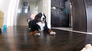 Baby Climbs on Dog then Falls Flat on Face
