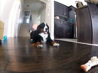 Baby Climbs on Dog then Falls Flat on Face