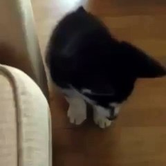 Baby Husky Comes Home for First Time