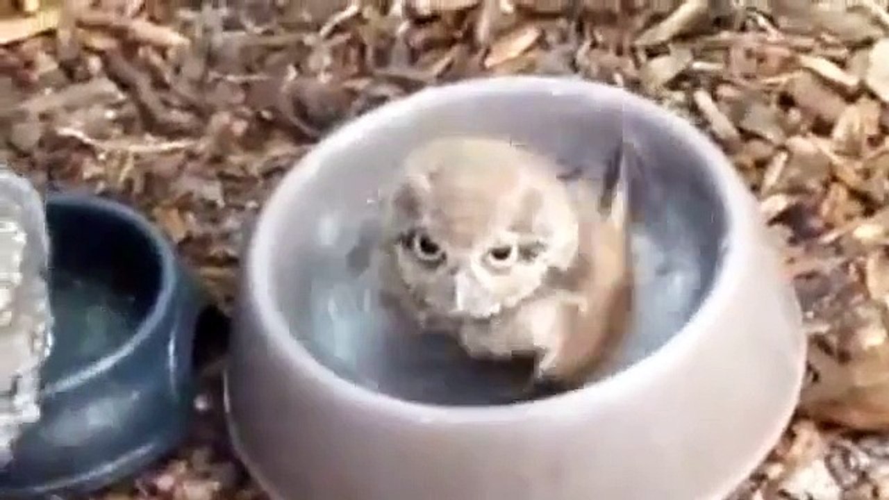 Baby Owl Takes A Bath