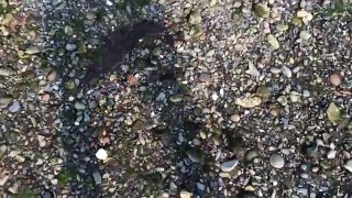 Beached Shark in Lubec, Maine Helped by People (Video 2)