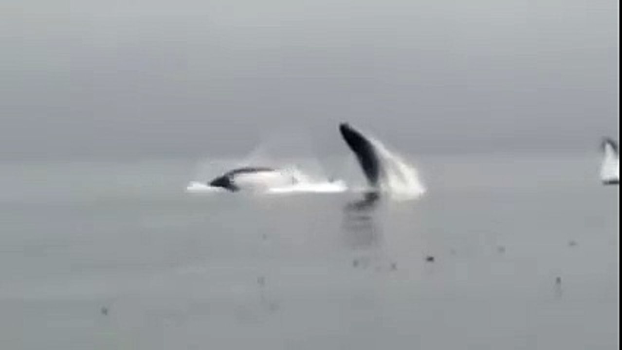 5 Whales Breach at Same Time