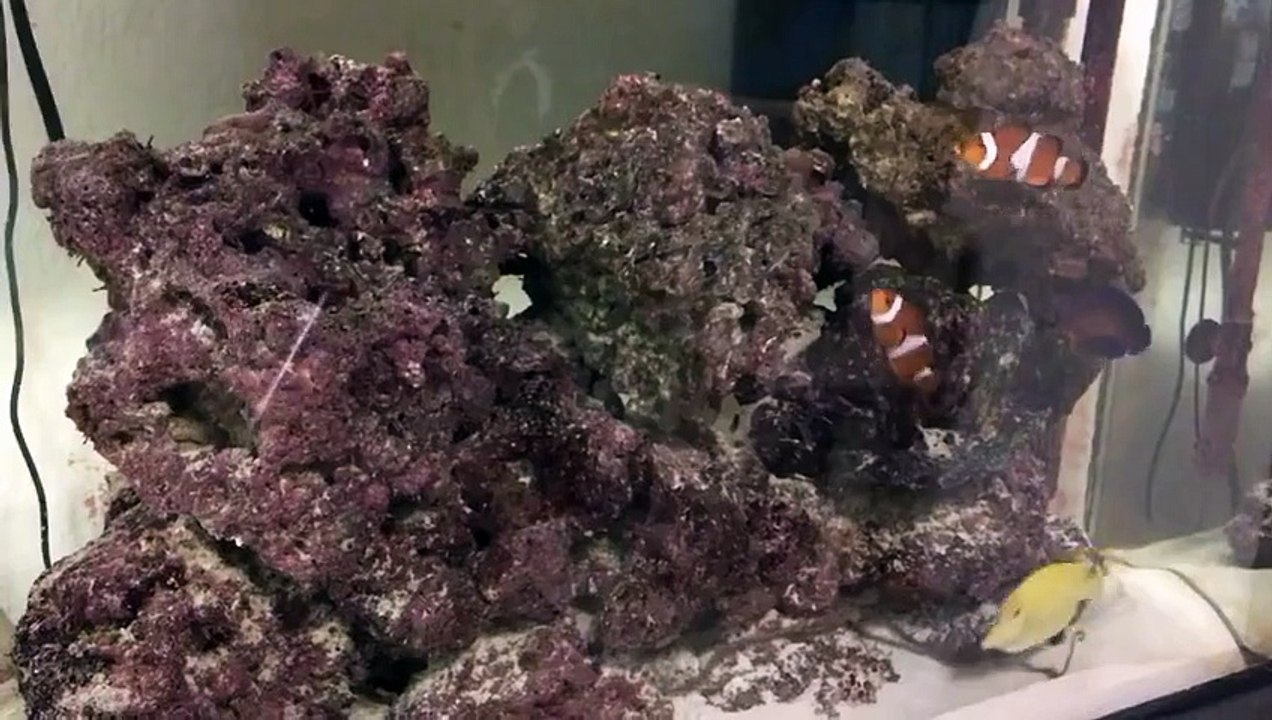 Comment jouer avec les poissons