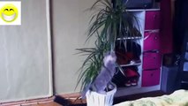 Videos graciosos 2014 Videos de risa de Gatos y Gatitos chistosos