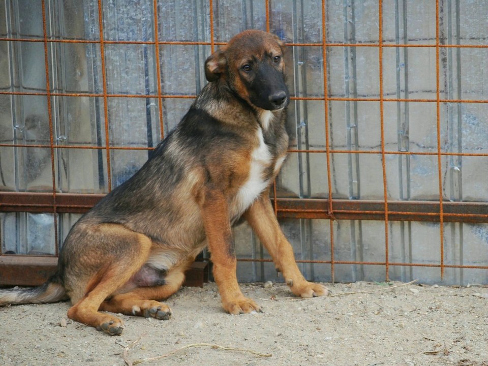Hugo est à adopter