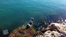 Dog Swims With A Pod Of Dolphins