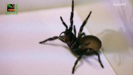 Australians asked to catch deadly spiders to save themselves