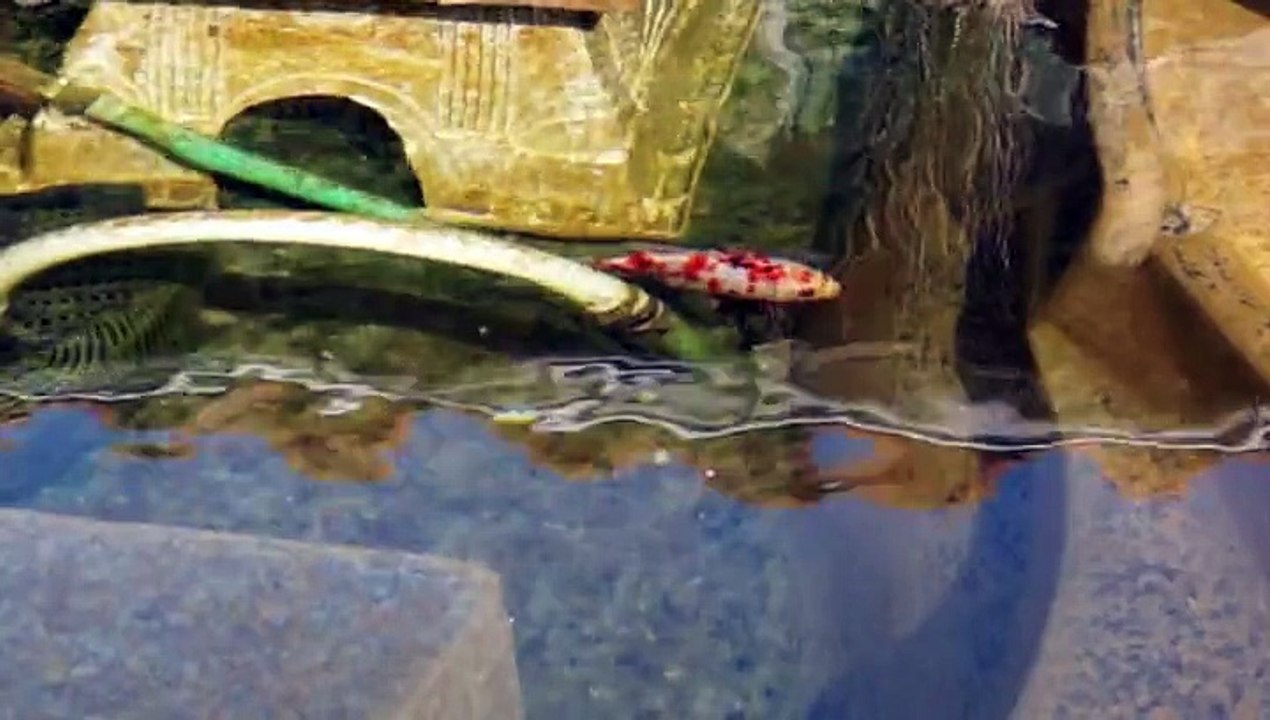 L 12 10 2015 poissons dans bassin