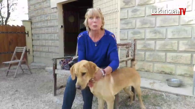 Adoption du chien Lucky : un beau dénouement pour le labrador