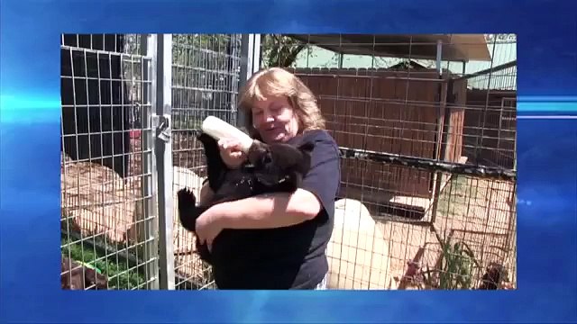 Un leone nato con disabilità incontra un bassotto: il risultato è oltre ogni immaginazione!