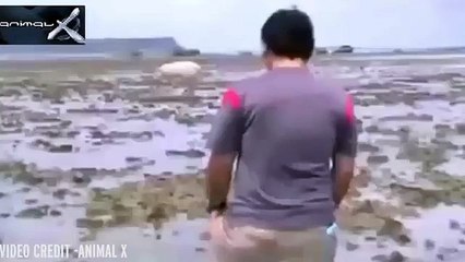 Bizarre creature washed up in aftermath of Japanese tsunami goes viral after survivor rele