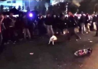 Descargar video: Bull Terrier Shows Off His Dance Moves at a Rave