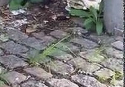 Bizarre Battle Between Rat and Pigeon in New York