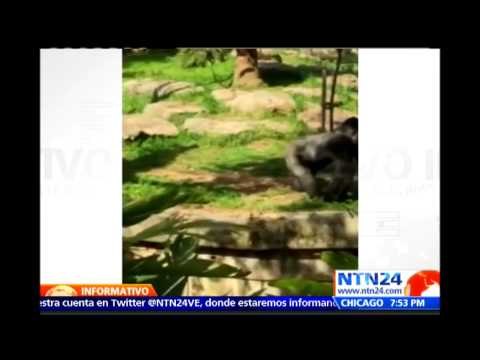 Gorila arriesga su vida lanzándose a foso para salvar a su hermana en zoológico de Israel