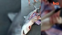 Trovano uno squalo sulla riva, gli tagliano la pancia che si muoveva e assistono a un miracolo!