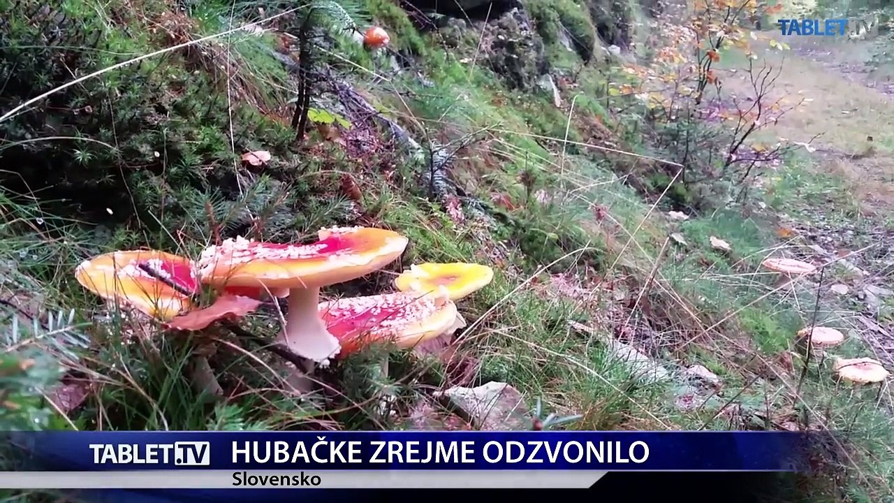 Na Slovensku začali rásť aj hľuzovky