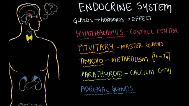 Great Glands - Your Endocrine System: CrashCourse Biology #33