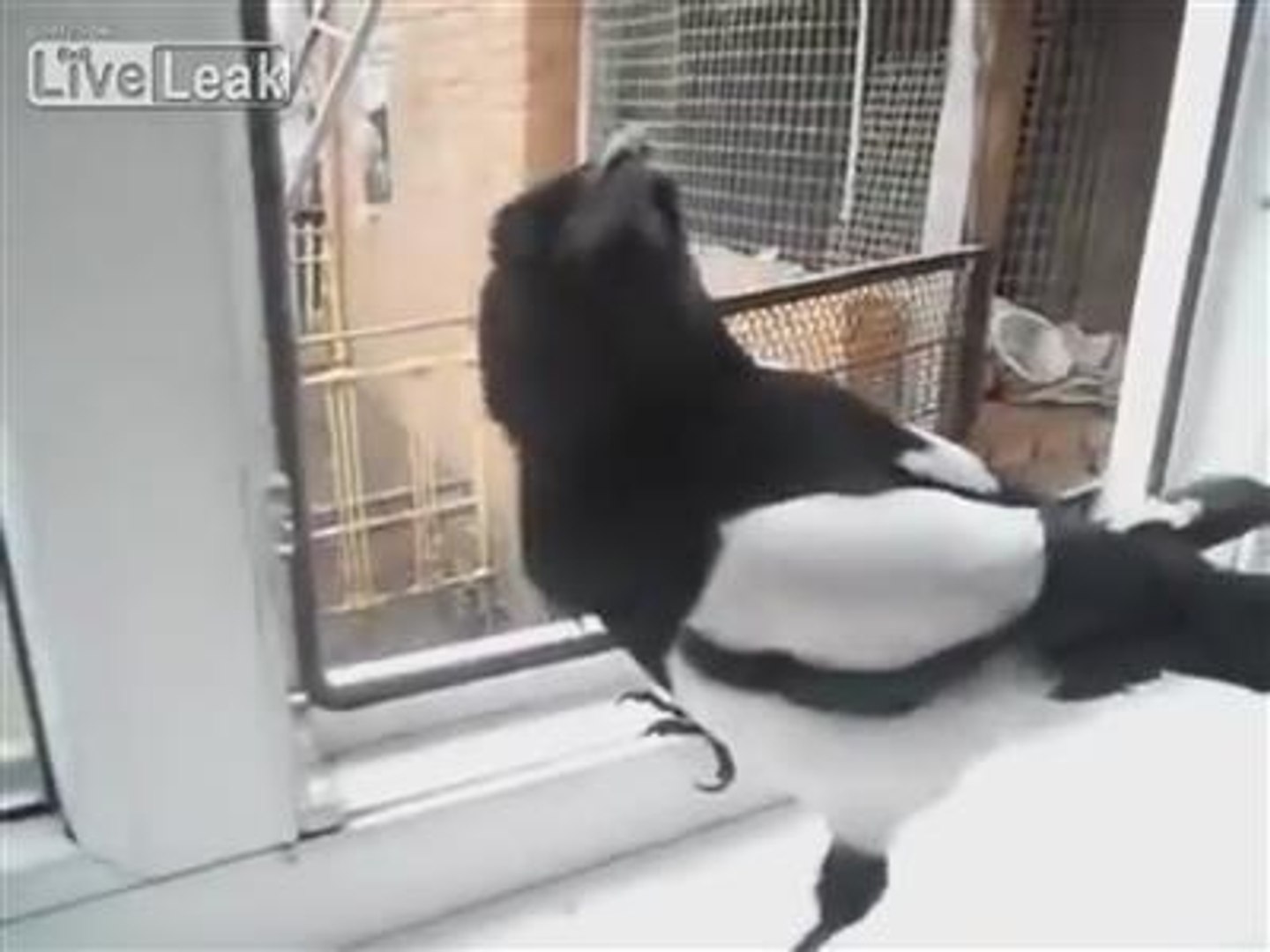 Cette Pie Imite Le Son D Un Bebe Impressionnant Video Dailymotion