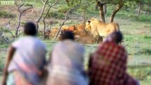 Man vs Lions. Maasai Men Stealing Lion's Food Without a Fight.