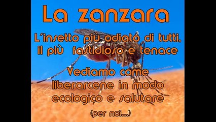 Lo stermina zanzare fai-da-te, pronto in 5 minuti!