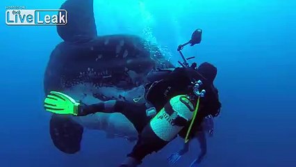 Дайверы обнаружили огромную рыбу САНФИШ