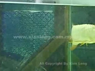 Xian Leng Golden Head Malaysian Golden