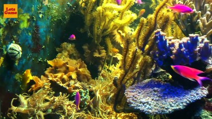 Аквариумные Рыбки для Детей