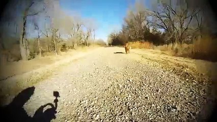 Chú chó gặp lại mẹ sau 4 tháng xa cách