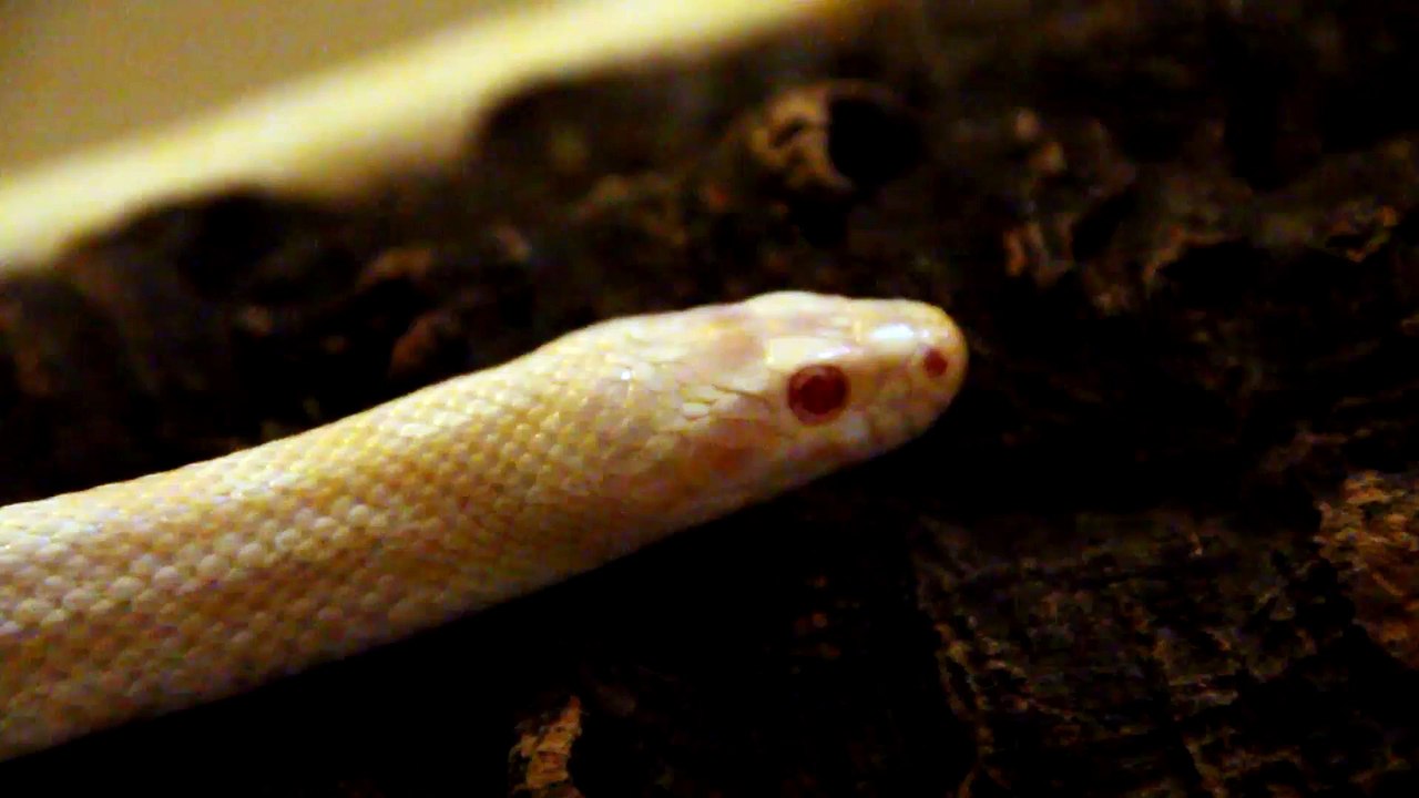 Ular Albino