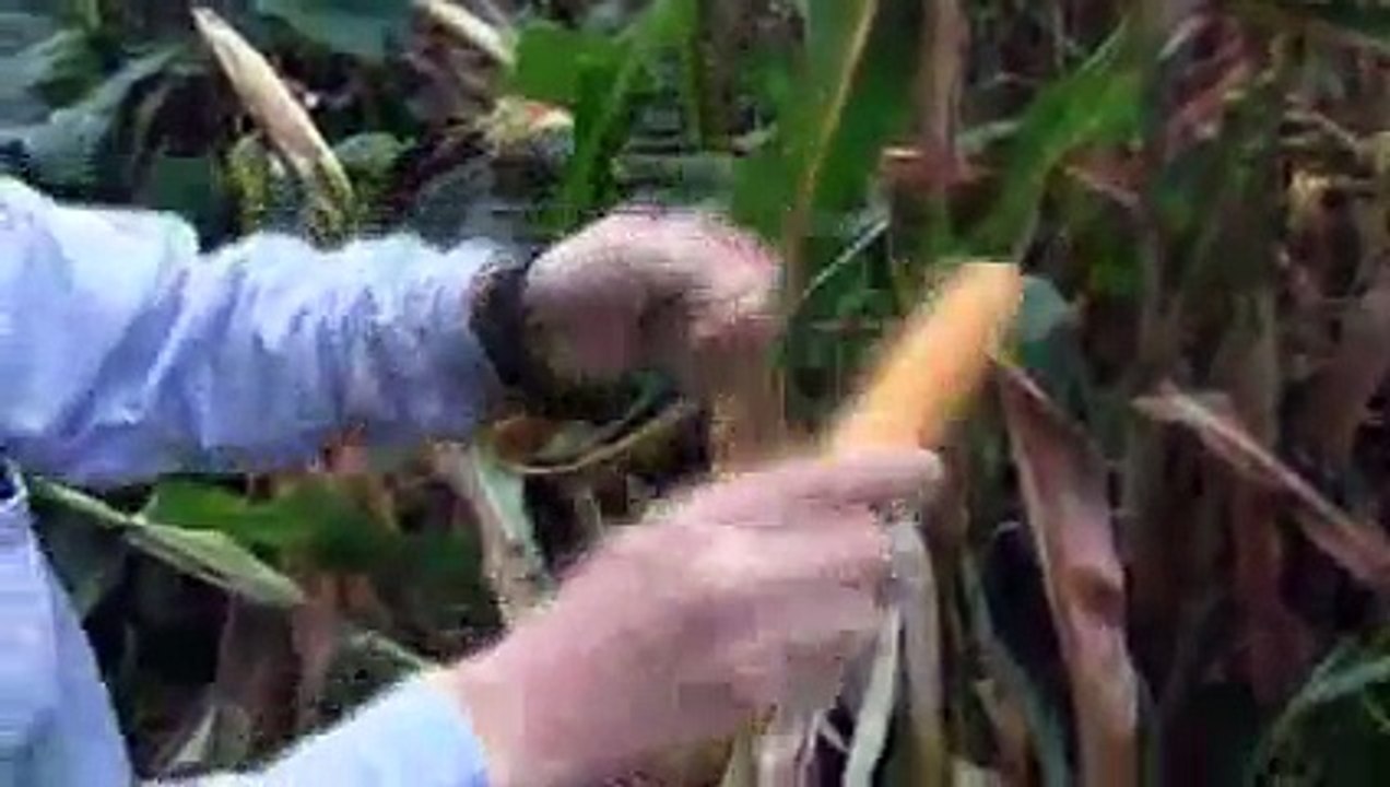 Popcorn On The Cob - October 2012