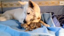 Un gros chien nettoie un tout petit chat