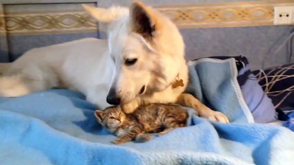 Un gros chien nettoie un tout petit chat