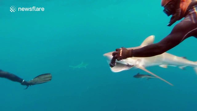 Brave divers remove hook from large shark's mouth