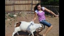 Hilarious!! Crazy Ass Goat Terrorizes People in the streets! Real Life Mountain Dew attack