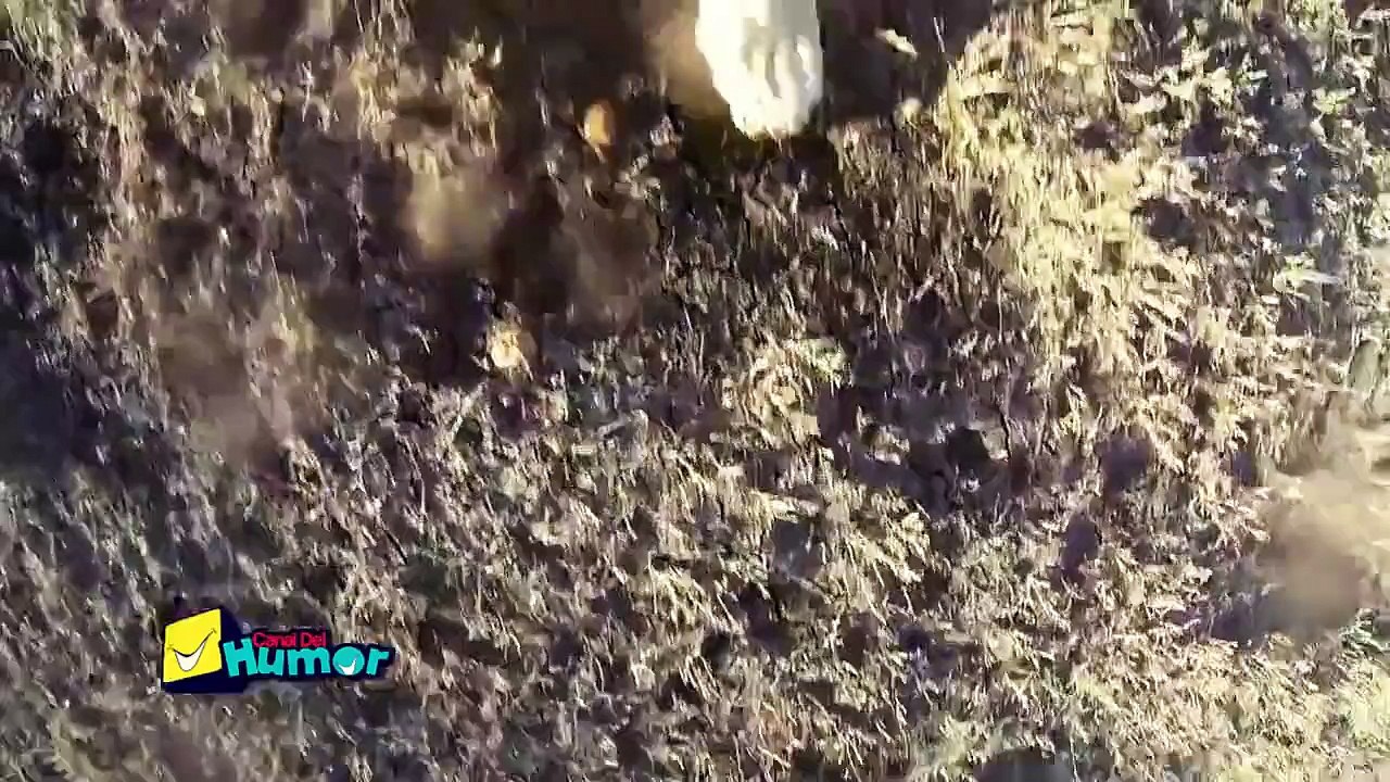 Un león recogió la cámara y captó una aventura junto a su manada