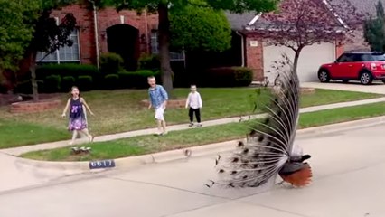 Peacocks Take Over A Suburban Neighborhood | What's Trending Now