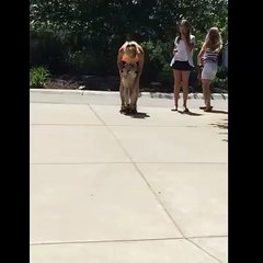 কুকুর ও দেখি আজকাল সাইকেল চালায়!!