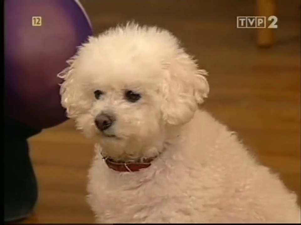 Sąsiedzi - Syrenka warszawska