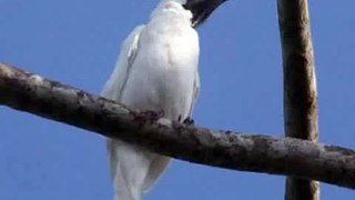 Digno Garcia - The Bird - YouTube