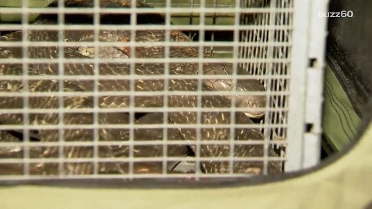 10-foot poisonous King Cobra found under woman's clothes dryer, puts up a fight